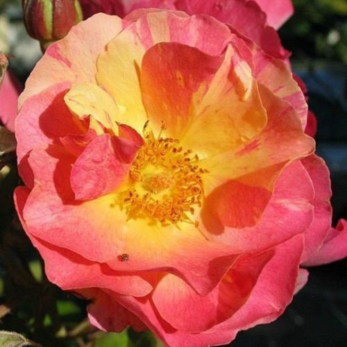 Oranje, geel gestreept - floribunda roos